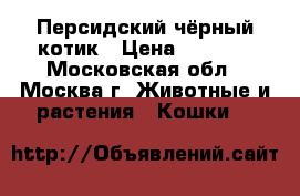 Персидский чёрный котик › Цена ­ 7 000 - Московская обл., Москва г. Животные и растения » Кошки   